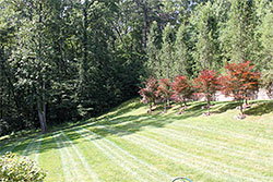 Lawn Maintenance